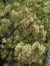 miel d'acacia de la miellerie de la montagne verte