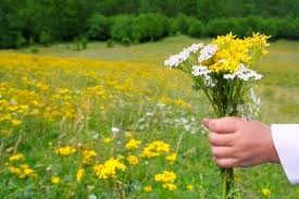 miel toutes fleurs sauvages de montagne de la miellerie de la montagne verte